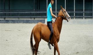 哪里有马匹交易市场