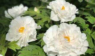 武定狮子山 武定狮子山