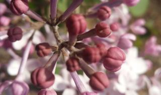 《丁香结》课堂笔记 《丁香结》课堂笔记